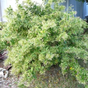 Night Blooming Jasmine Live Plant – Cestrum Nocturnum – 5-8