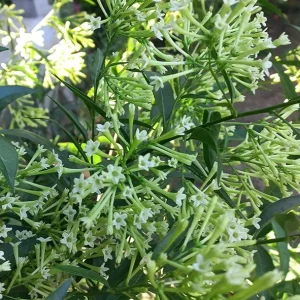 Night Blooming Jasmine Live Plant – Cestrum Nocturnum – 5-8