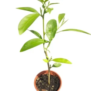 Night Blooming Jasmine Live Plant – Cestrum Nocturnum – 5-8