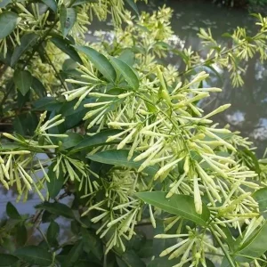 Night Blooming Jasmine Live Plant Set of 2, 5-8" Tall - Fragrant Outdoor Shrub - Image 2