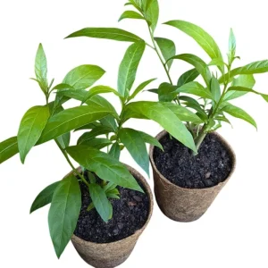 Night Blooming Jasmine Live Plant Set of 2, 5-8