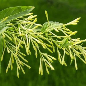 Night Blooming Jasmine Live Plant Set of 2, 5-8