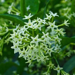 Night Blooming Jasmine Live Plant Set of 2, 5-8