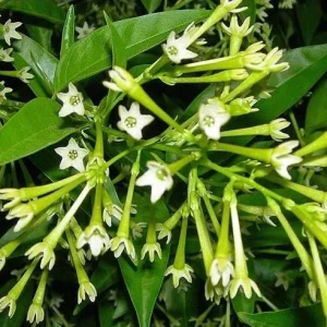 Night Blooming Jasmine Live Plant Set of 2, 5-8" Tall - Fragrant Outdoor Shrub - Image 1