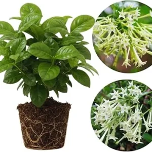 Night Blooming Jasmine Live Plants (2-Pack), Fragrant White Flowers, 5-7'' Tall, Outdoor - Image 2
