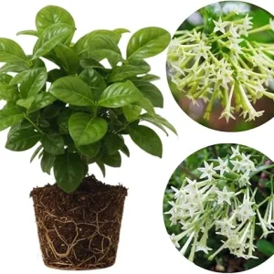 Night Blooming Jasmine Live Plants (2-Pack), Fragrant White Flowers, 5-7'' Tall, Outdoor - Image 3