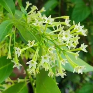 Night Blooming Jasmine Live Plants - 3 Pack, 4-6 Inches, Fragrant - Image 5