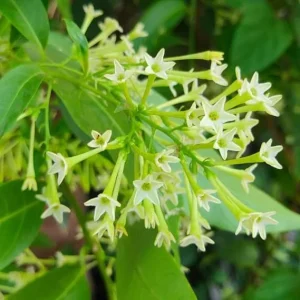 Night Blooming Jasmine Live Plants - 3 Pack, 4-6 Inches, Fragrant - Image 7