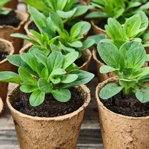 Night Sky Petunia Live Plants - 2 Bicolor Blue Starter Flowers, 3-6
