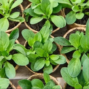 Night Sky Petunia Live Plants - 2 Bicolor Blue Starter Flowers, 3-6
