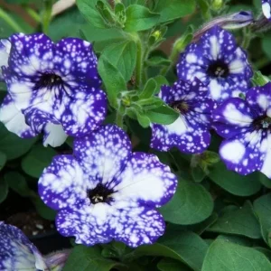Night Sky Petunia Live Plants - 2 Bicolor Blue Starter Flowers, 3-6