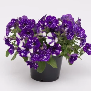 Night Sky Petunia Live Plants - 2 Bicolor Blue Starter Flowers, 3-6
