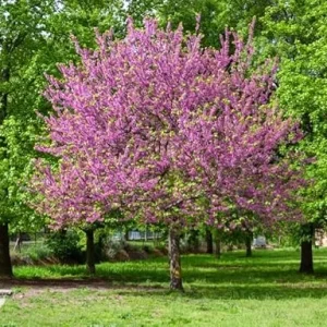 Oklahoma Redbud Tree Live Plant 2-3 FT Tall - Ornamental Pink Purple Flowers - Image 2
