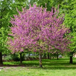 Oklahoma Redbud Tree Live Plant 2-3 FT Tall - Ornamental Pink Purple Flowers - Image 6