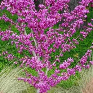 Oklahoma Redbud Tree Live Plant 4-5 FT Tall - Cercis Reniformis - Outdoor Ornamental Tree - Image 4