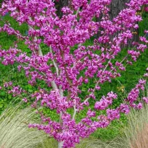 Oklahoma Redbud Tree Live Plant 4-5 FT Tall - Cercis Reniformis - Outdoor Ornamental Tree - Image 1