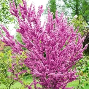 Oklahoma Redbud Tree Live Plant - Ornamental Red Bud Tree 3-4 FT Tall Outdoor - Image 2