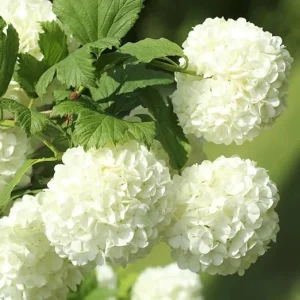 Old Fashion Snowball Viburnum Live Plant - White Shrub in 4 Inch Pot, Zones 3-9 - Image 6