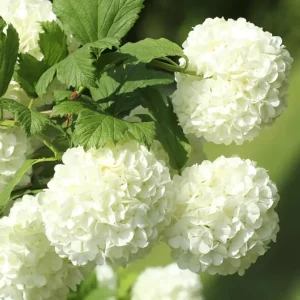 Old Fashion Snowball Viburnum Live Plant - White Shrub in 4 Inch Pot, Zones 3-9 - Image 7