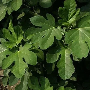 Olympian Fig Tree Live Plant - Cold Hardy Ficus Carica - Fruiting Fig Tree - 6-12 inches Tall - Image 3