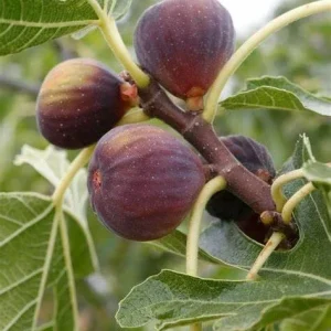 Olympian Fig Tree Live Plant - Cold Hardy Ficus Carica - Fruiting Fig Tree - 6-12 inches Tall - Image 1