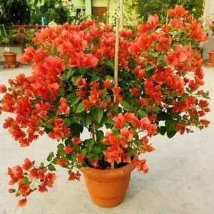 Orange Bougainvillea Live Plant, 6-10 Inches Tall, Vibrant Blooms for Outdoors - Image 5
