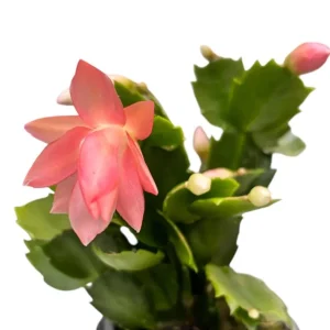 Orange Christmas & Thanksgiving Cactus Live Plants - 2 Pack, 4-6