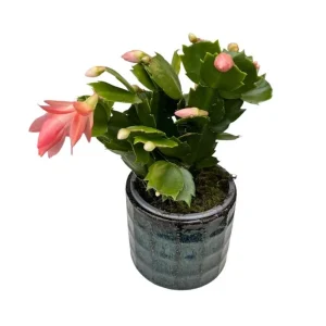 Orange Christmas & Thanksgiving Cactus Live Plants - 2 Pack, 4-6