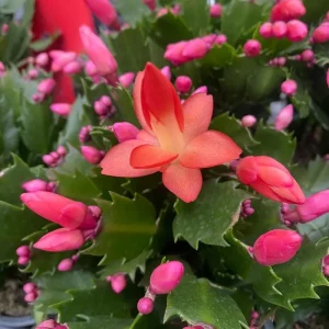 Orange Christmas & Thanksgiving Cactus Live Plants - 2 Pack, 4-6