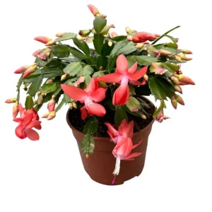 Orange Christmas & Thanksgiving Cactus Live Plants - 2 Pack, 4-6" Tall Schlumbergera - Image 1