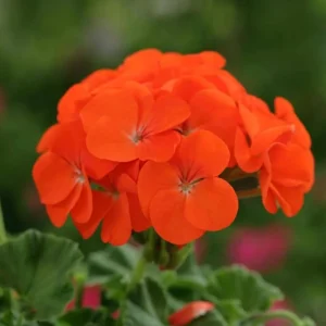 Orange Geranium Live Plant - Fragrant Pelargonium Flower - 5-8 Inch Tall - Image 10