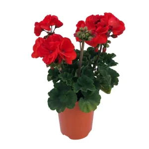 Orange Geranium Live Plant - Fragrant Pelargonium Flower - 5-8 Inch Tall - Image 3