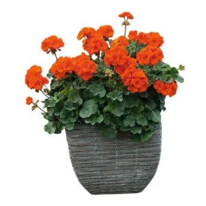 Orange Geranium Live Plant - Fragrant Pelargonium Flower - 5-8 Inch Tall - Image 5