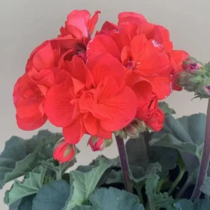 Orange Geranium Live Plant - Fragrant Pelargonium Flower - 5-8 Inch Tall - Image 8