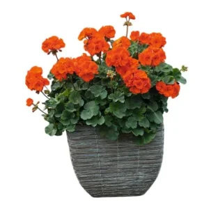 Orange Geranium Live Plants - Set of 2, Fragrant, 5-8" Tall - Image 1