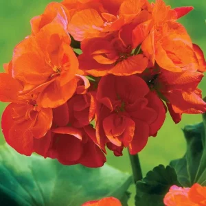Orange Geranium Live Plants - Set of 2, Fragrant, 5-8