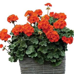 Orange Geranium Live Plants - Set of 2, Fragrant, 5-8