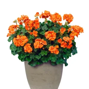 Orange Geranium Live Plants - Set of 2, Fragrant, 5-8