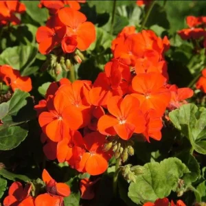 Orange Geranium Live Plants - Set of 2, Fragrant, 5-8