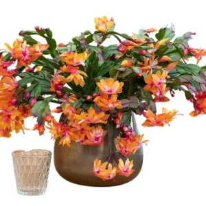 Orange Holiday Cactus Live Plant - Schlumbergera Flower Starter Plant 4-6" Tall - Image 1