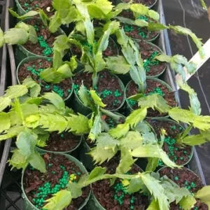 Orange Holiday Cactus Live Plant - Schlumbergera Flower Starter Plant 4-6