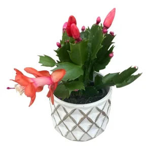 Orange Holiday Cactus Live Plant - Schlumbergera Flower Starter Plant 4-6