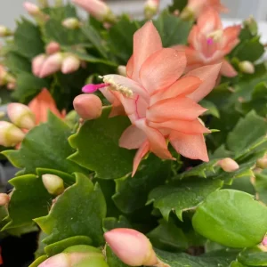 Orange Holiday Cactus Live Plant - Schlumbergera Flower Starter Plant 4-6