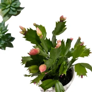 Orange Holiday Cactus Live Plant - Schlumbergera Flower Starter Plant 4-6