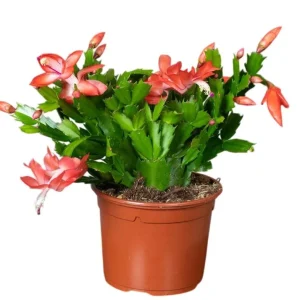 Orange Holiday Cactus Live Plant - Schlumbergera Flower Starter Plant 4-6