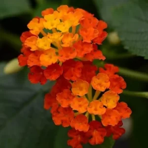 Orange Lantana Live Plant – 5-9 Inches Tall – Outdoor Bush & Shrub - Image 7