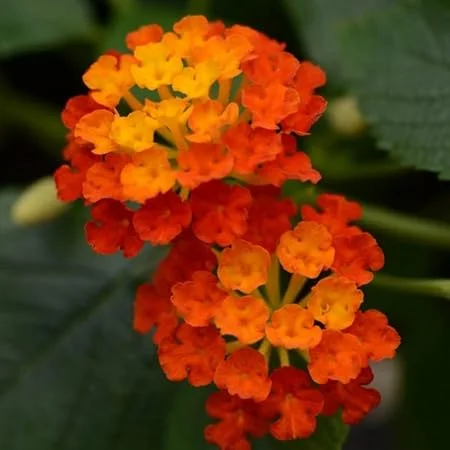 Orange Lantana Live Plant – 5-9 Inches Tall – Outdoor Bush & Shrub - Image 7