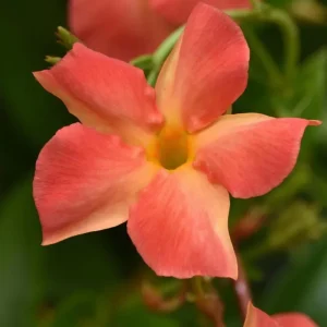 Orange Mandevilla Vine Live Plant - Tropical Brazilian Jasmine, 5-9 Inch Tall - Image 2