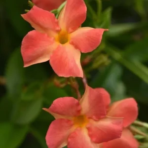 Orange Mandevilla Vine Live Plant - Tropical Brazilian Jasmine, 5-9 Inch Tall - Image 3