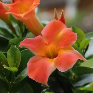 Orange Mandevilla Vine Live Plant - Tropical Brazilian Jasmine, 5-9 Inch Tall - Image 4